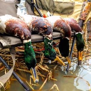 Meet your Posher, Andy